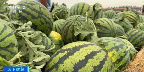 网红吃瓜颜色代表什么意思,色彩背后的秘密与象征意义