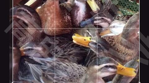 爆料猫博主养鸟视频下载,视频下载背后的温馨瞬间